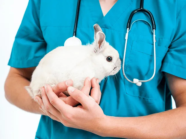 Králik u veterinára