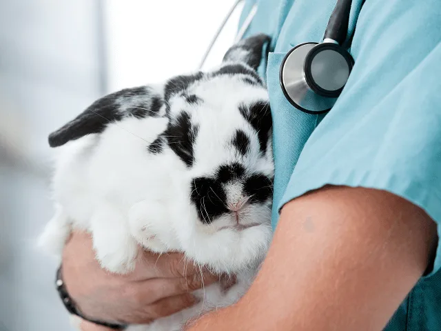 Králik u veterinára