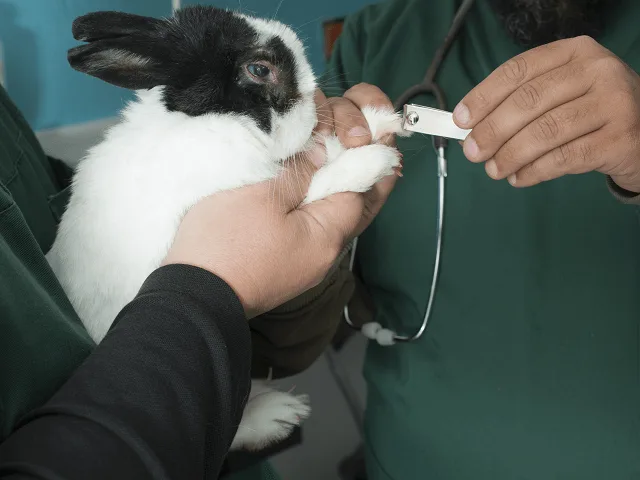 Starostlivosť o pazúriky králika
